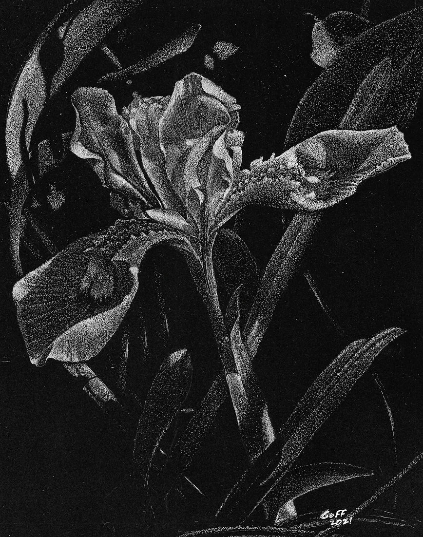 Black and White Iris by Frank Goff