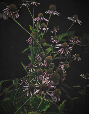 Coneflower Bundle by Frank Goff