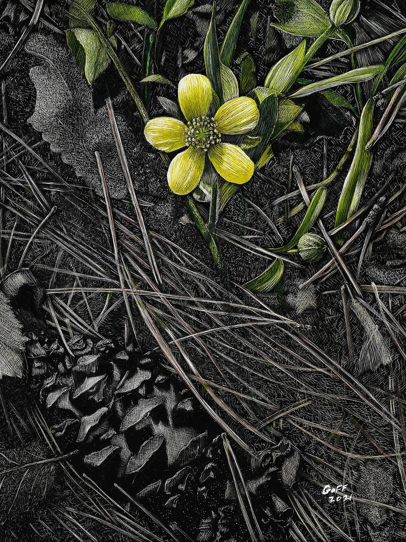 Emerging Buttercup by Frank Goff