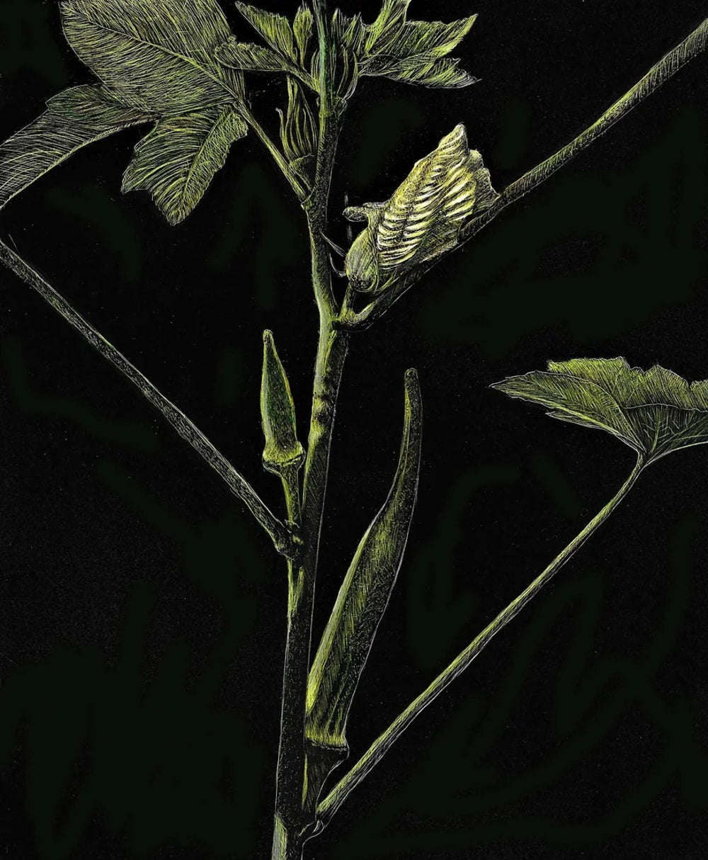 Okra Blossoms and Pods by Frank Goff