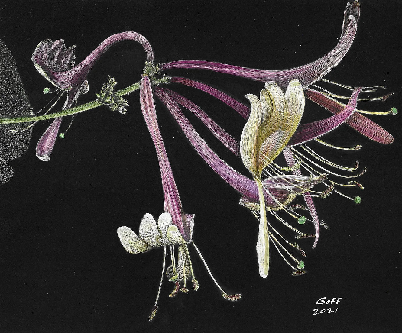 Two Honeysuckle by Frank Goff