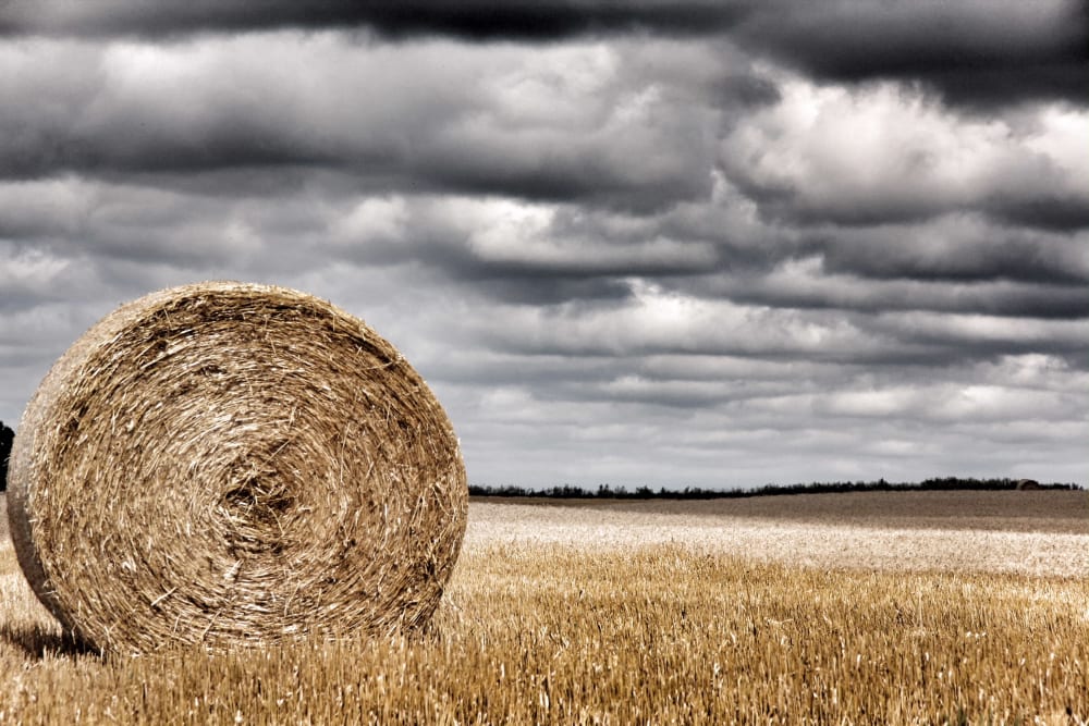 Making Hay while the Sun Still Shines by Heather Chilson