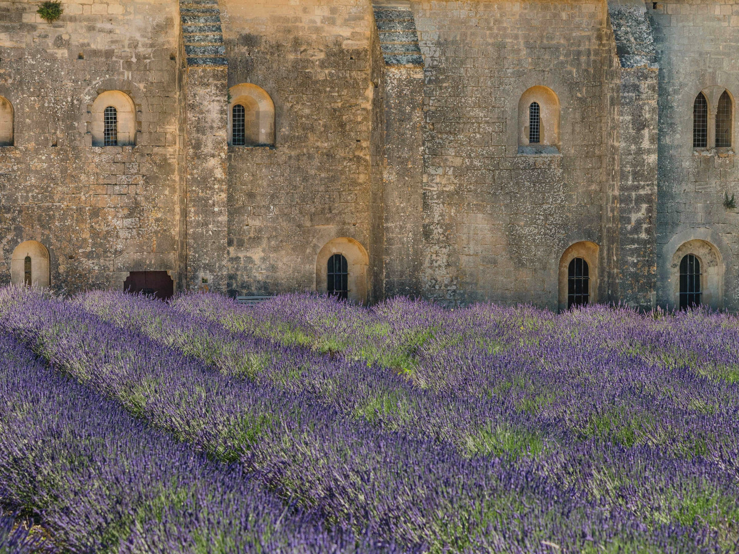 Cinque Terre Lavender by Jay McDonald