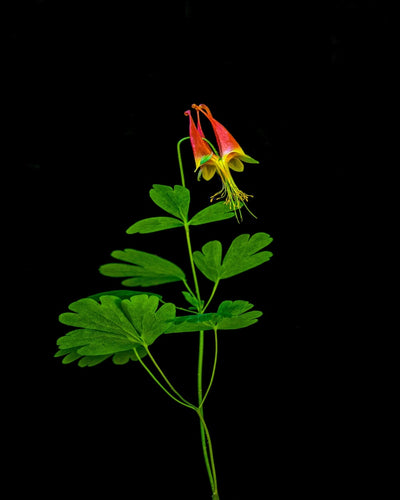 Columbine by Jay McDonald