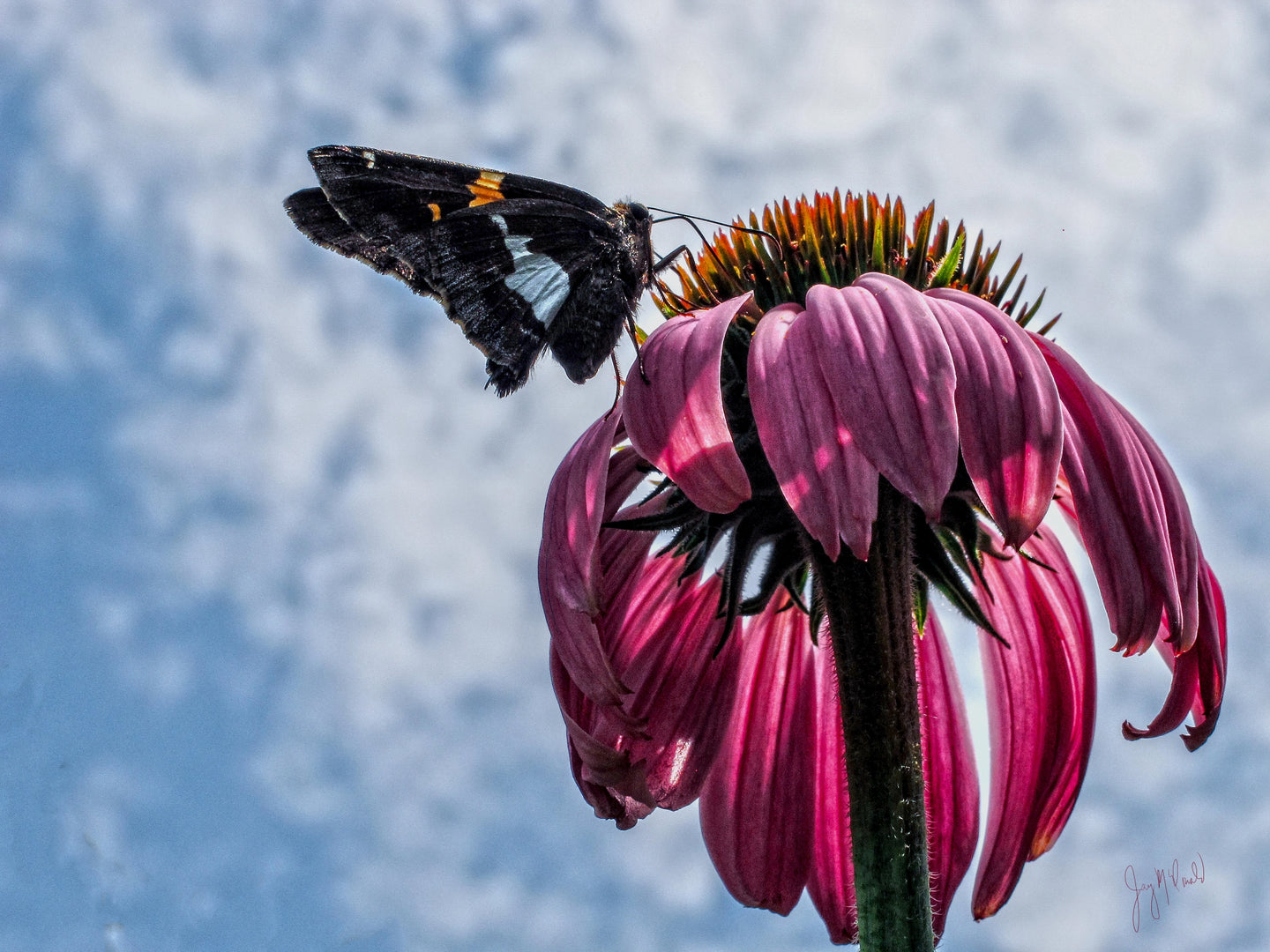 Coneflower with Visitor by Jay McDonald