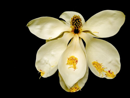 Magnificent Magnolia by Jay McDonald