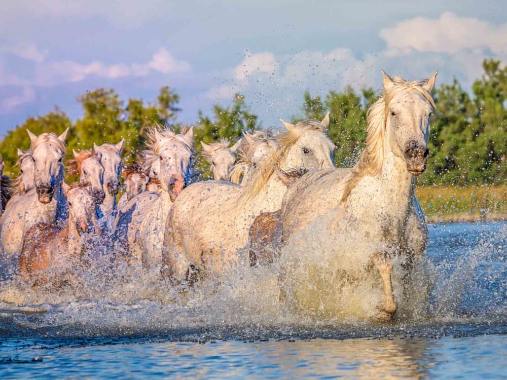 Morning Splash by Jay McDonald