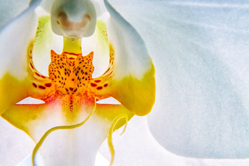 Orchid by Jay McDonald