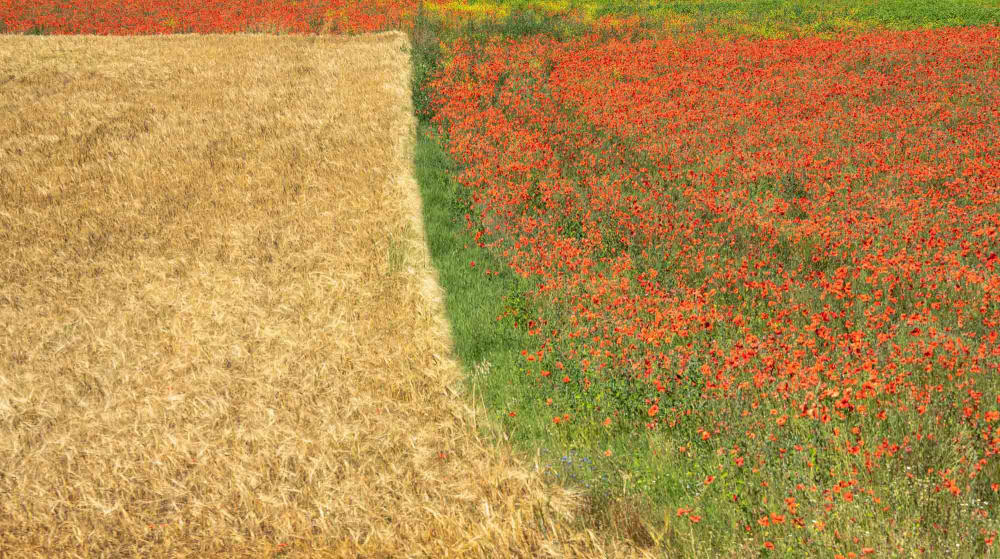 Poppies in Provence by Jay McDonald