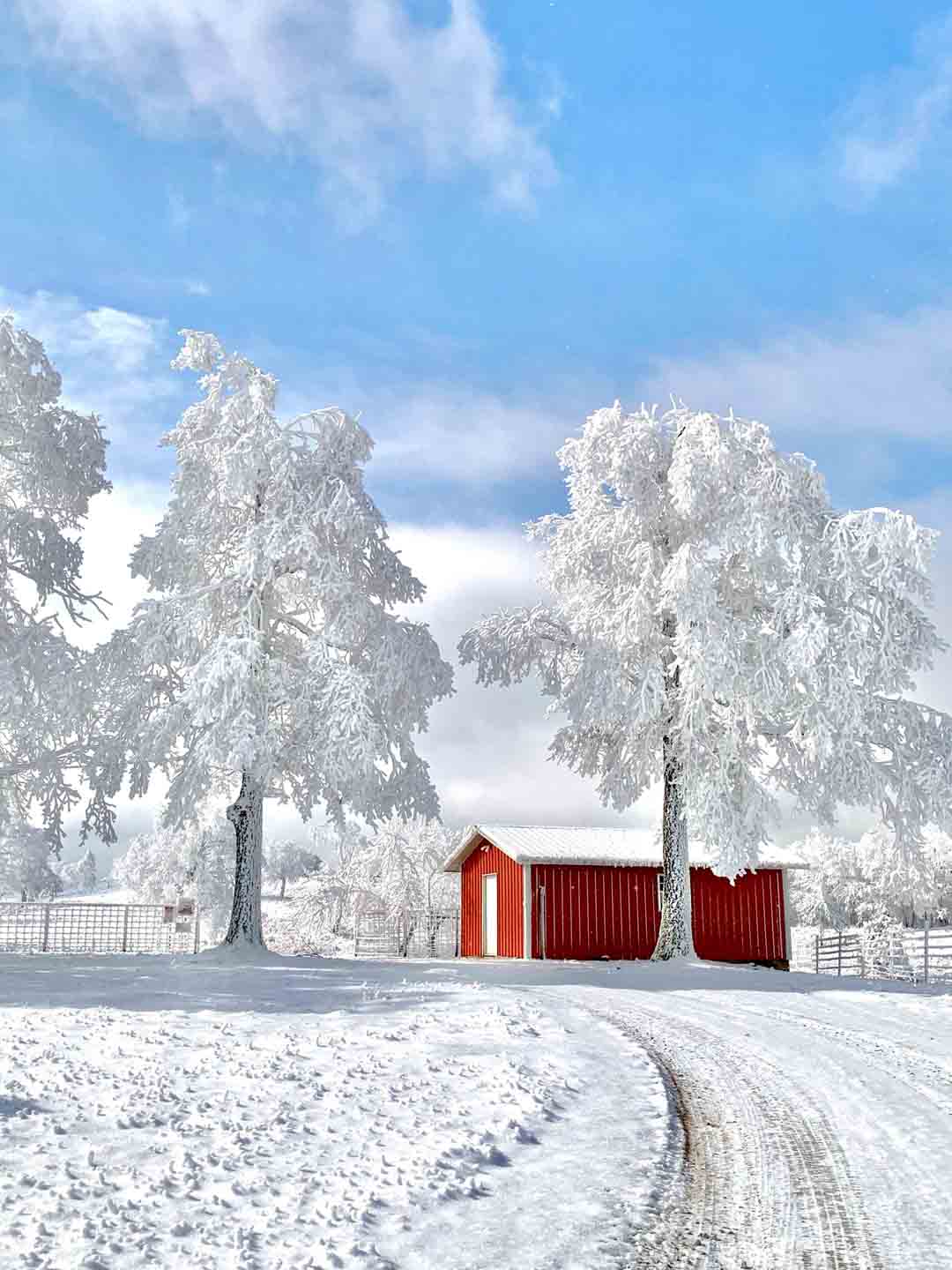 Red Barn in Frosted Snow by Jay McDonald