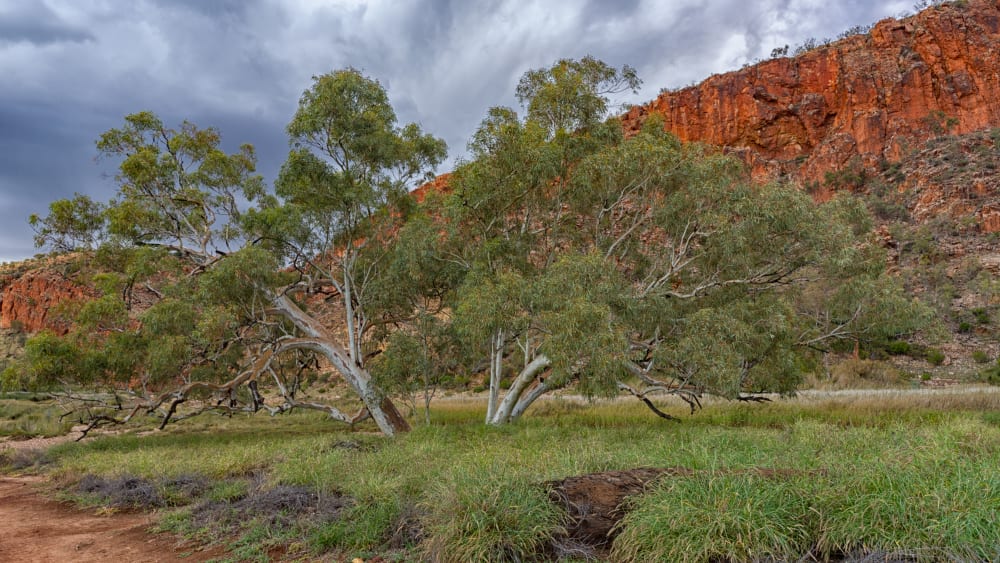 Watering Hole Australian Outback by Jay McDonald