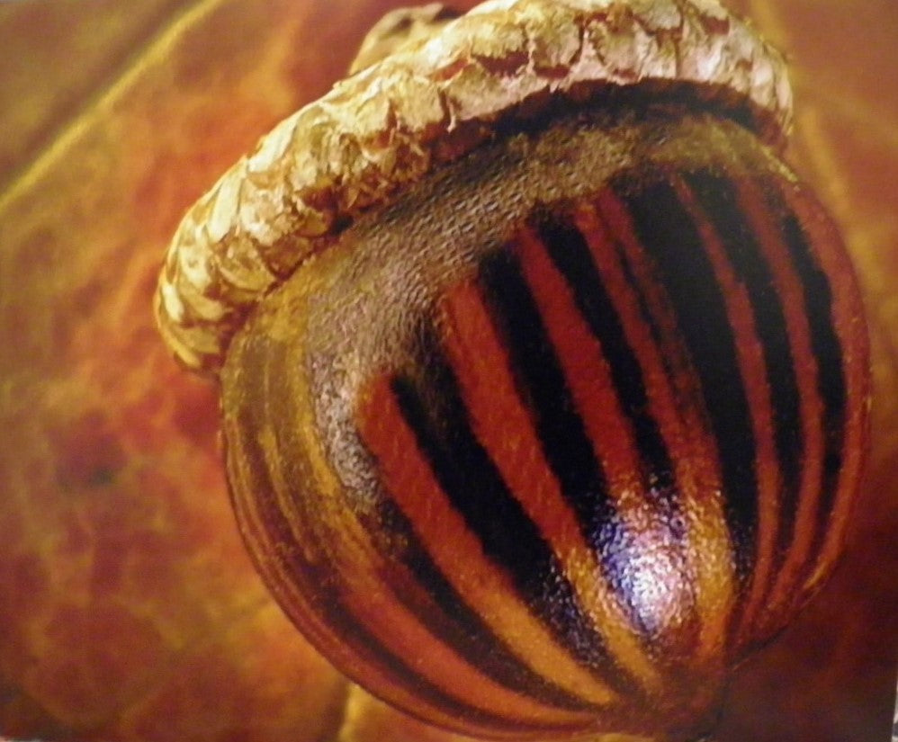 Acorn by Jim Wright