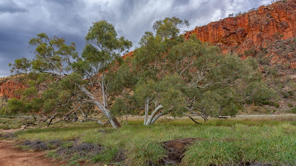 Jay McDonald : Watering Hole Australian Outback