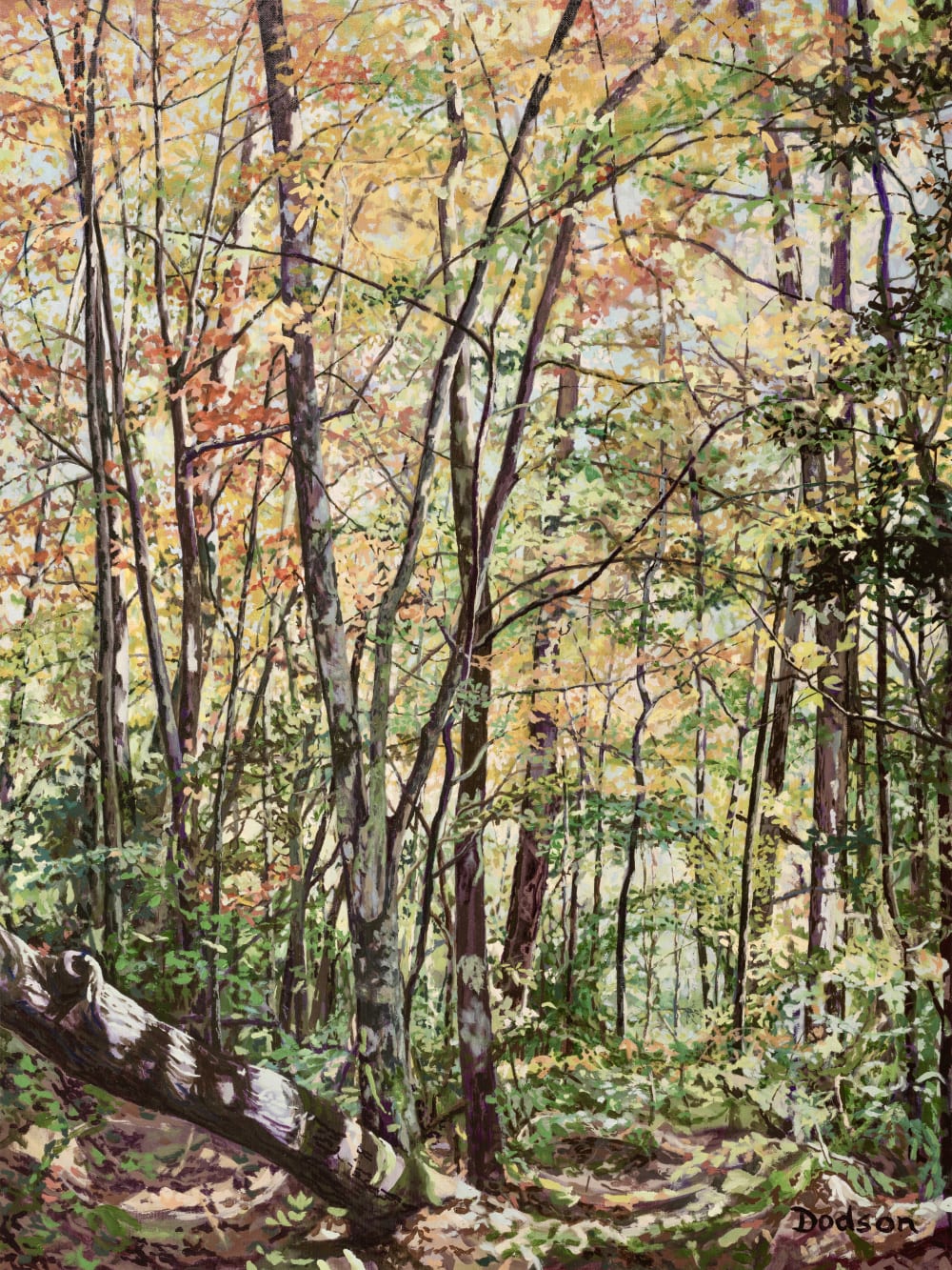 Lee Ann Dodson : Autumn in Forest